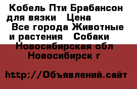 Кобель Пти Брабансон для вязки › Цена ­ 30 000 - Все города Животные и растения » Собаки   . Новосибирская обл.,Новосибирск г.